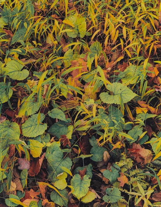 A color photograph of green and yellow grass, and foliage with large green leaves throughout.