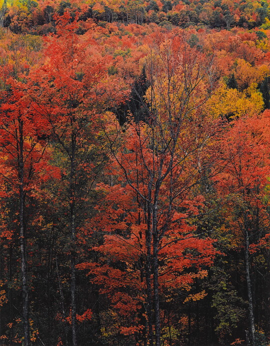 A color photograph of trees with bright yellow and orange foliage.