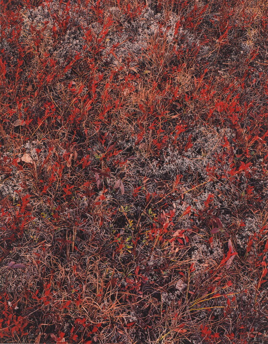 A color photograph of wild bushes with red foliage.