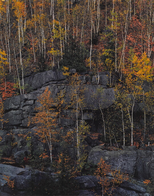 A color photograph of trees with yellow, red, orange, and green foliage growing on cliff ledges.