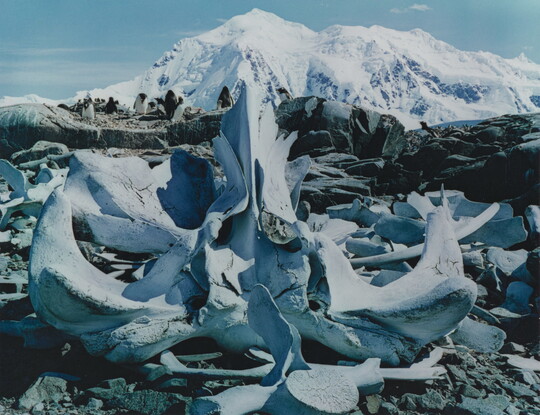 A color photograph of white whale bones on rocks and a large snowy mountain in the background.