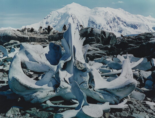 A color photograph of white whale bones on rocks and a large snowy mountain in the background.