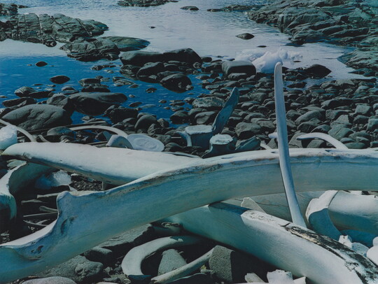 A color photograph of white whale bones on a rocky and icy shore.