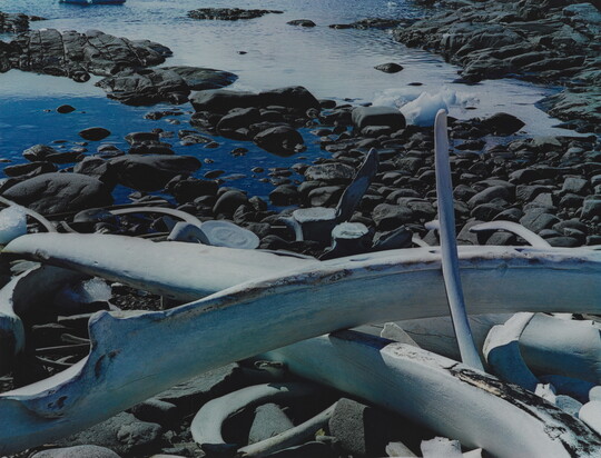 A color photograph of white whale bones on a rocky and icy shore.
