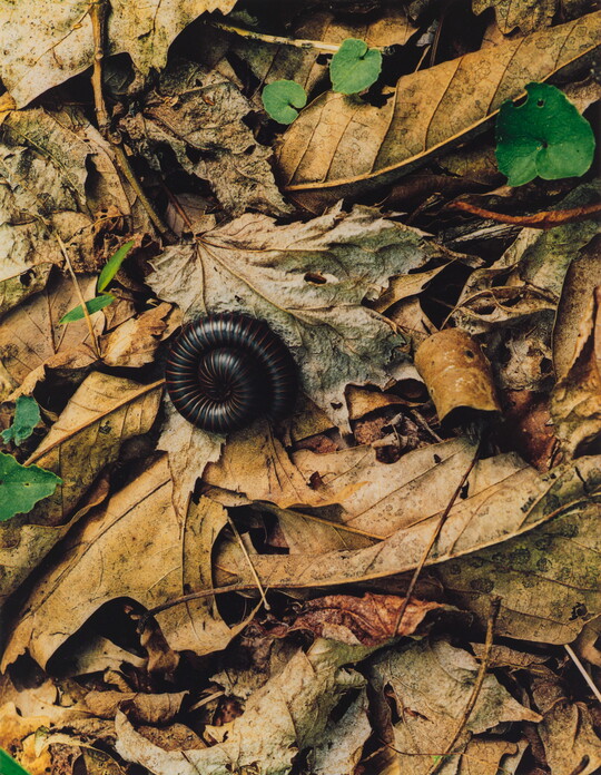 A color photograph of a black millipede curled up on a bed of dry leaves.