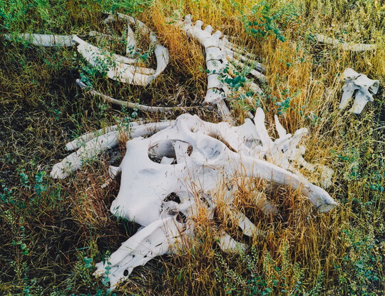 A color photograph of various cow bones laying in tall grass.