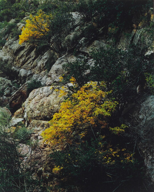 A color photograph of trees with yellow and green foliage on a rocky cliff face.