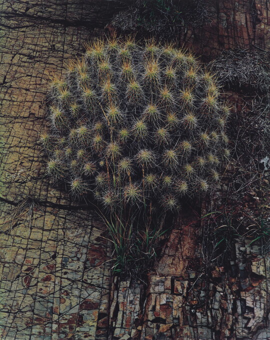 A color photograph of a round, spiny cactus on a textured wood background.