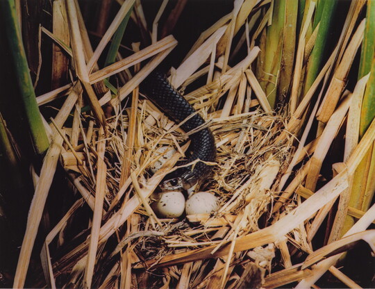 A color photograph of a black snake eating eggs out of a grassy nest.
