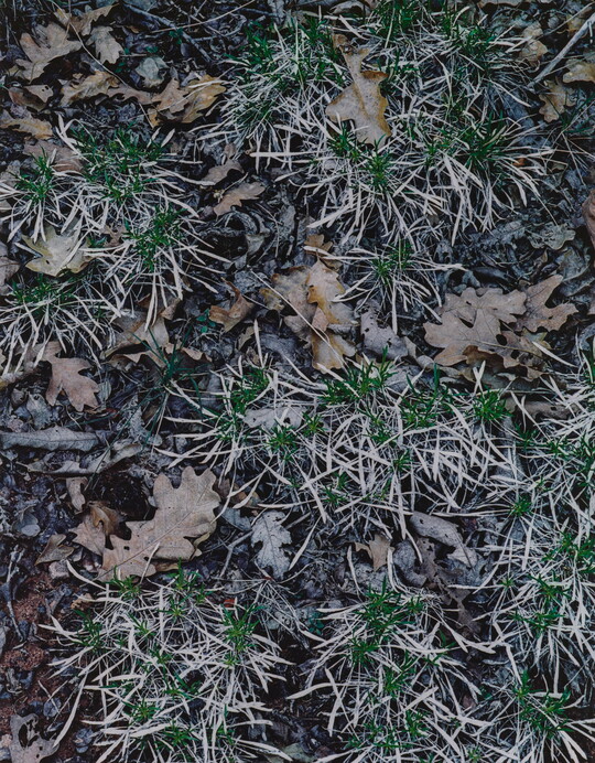 A color photograph of the ground with green and white clumps of grass interspersed between fallen leaf matter.
