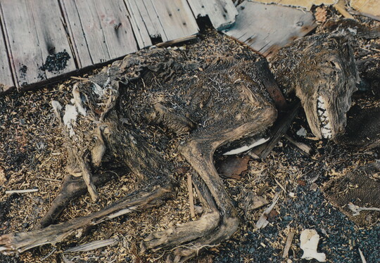 A color photograph of a mummified dog still wearing its collar.