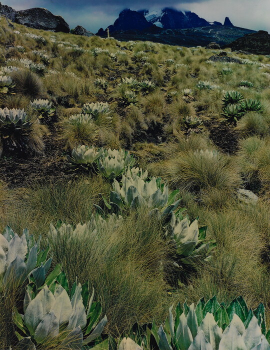 A color photograph of a hillside of rounded, artichoke-like plants intermixed with grasses, mountains in the distance.