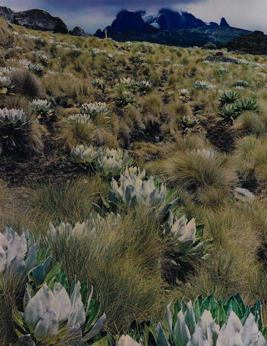 A color photograph of a hillside of rounded, artichoke-like plants intermixed with grasses, mountains in the distance.