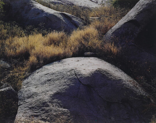 A color photograph of large, gray boulders with yellow and green grasses growing between them.