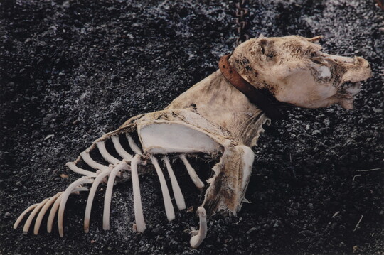 A color photograph of a dead dog with partially exposed bones and a collar still around its neck.