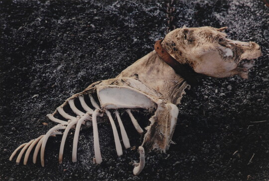 A color photograph of a dead dog with partially exposed bones and a collar still around its neck.