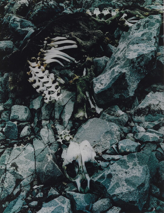 A color photograph of a seal skeleton on black rocks.