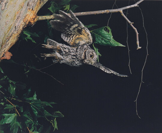 A color photograph of a gray and black feathered owl that just took flight from a tree branch.