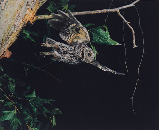 A color photograph of a gray and black feathered owl that just took flight from a tree branch.