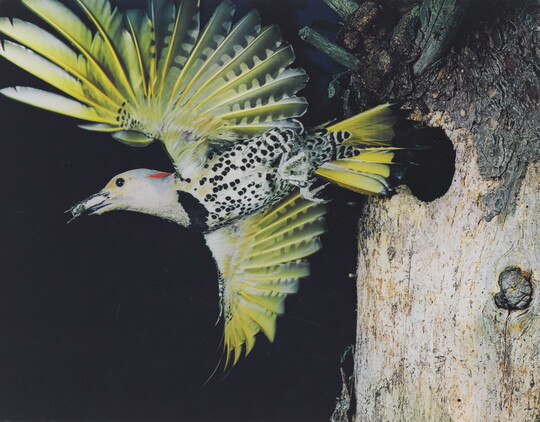 A color photograph of a bird with yellow out-stretched wings and a black and white speckled breast flying away from a hole in the trunk of a tree.