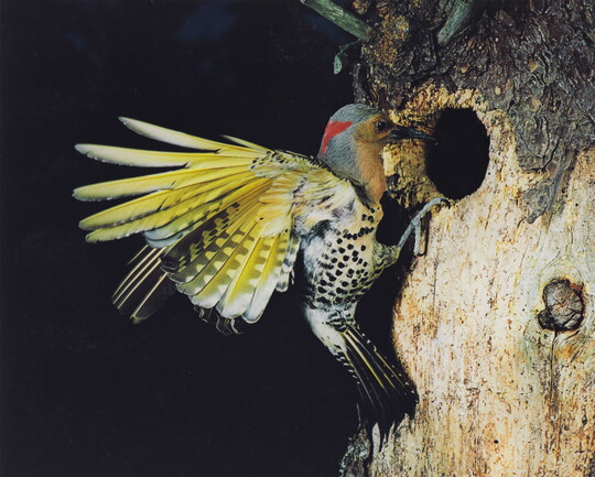 A color photograph of a bird with yellow out-stretched wings and a black and white speckled breast that has just landed at the edge of a hole in the trunk of a tree.