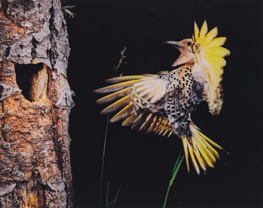 A color photograph of a bird with yellow out-stretched wings and a black and white speckled breast flying up to a hole in the trunk of a tree.