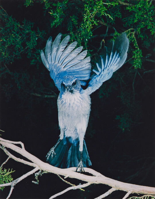 A color photograph of a blue and white bird, wings up and behind it, either landing on or taking off from a tree branch.
