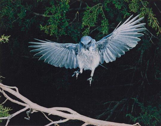 A color photograph of a blue and white bird, wings up and behind it, landing on a tree branch.
