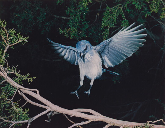 A color photograph of a blue and white bird, wings up and behind it, landing on a tree branch.