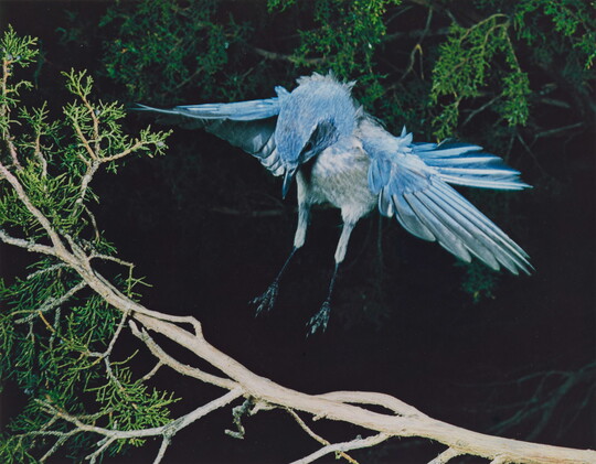 A color photograph of a blue and white bird, wings up and behind it, landing on a tree branch.