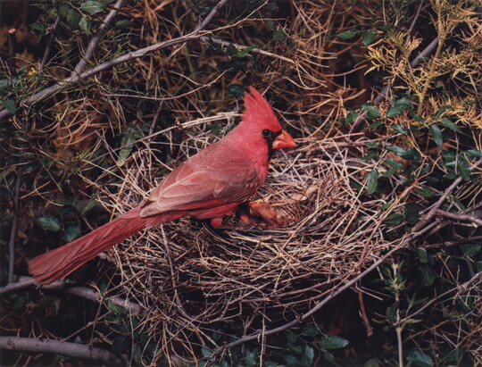 A color photograph of a bright red cardinal sitting on the edge of a nest containing a baby bird.