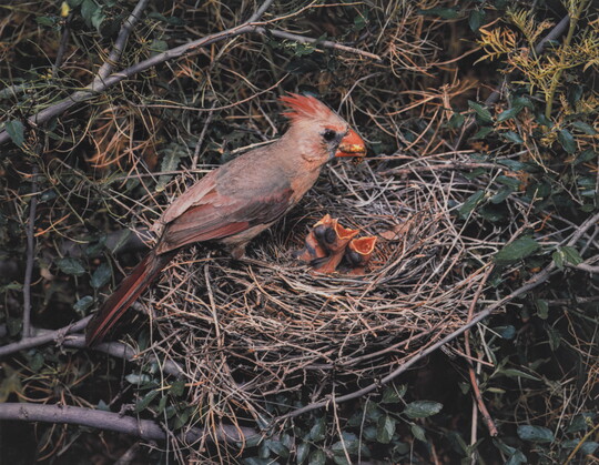 A color photograph of a grayish-red cardinal sitting on the edge of a nest containing three baby birds.