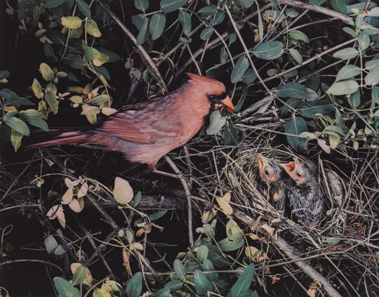 A color photograph of a grayish-red cardinal sitting on the edge of a nest containing two baby birds.