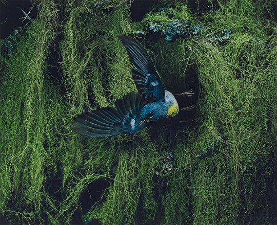A color photograph of a blue, black, and yellow bird flying away from thick vegetation in the background.