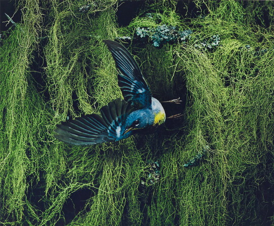 A color photograph of a blue, black, and yellow bird flying away from thick vegetation in the background.