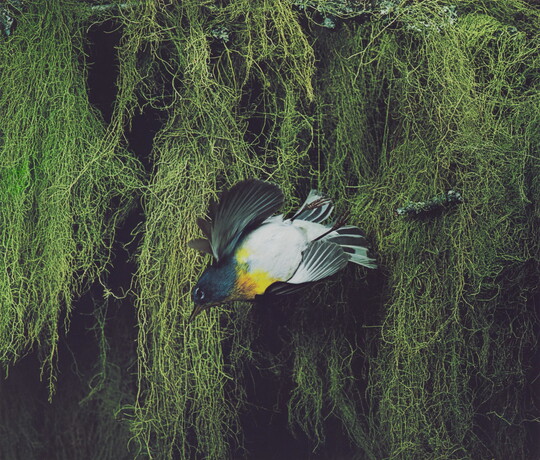 A color photograph of a blue, black, and yellow bird flying away from thick vegetation in the background.