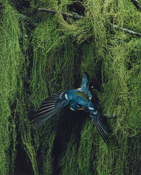 A color photograph of a blue, black, and yellow bird flying away from thick vegetation in the background.