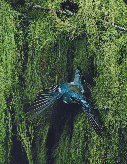 A color photograph of a blue, black, and yellow bird flying away from thick vegetation in the background.
