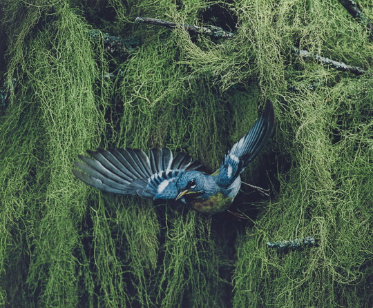 A color photograph of a blue, black, and yellow bird flying away from thick vegetation in the background.