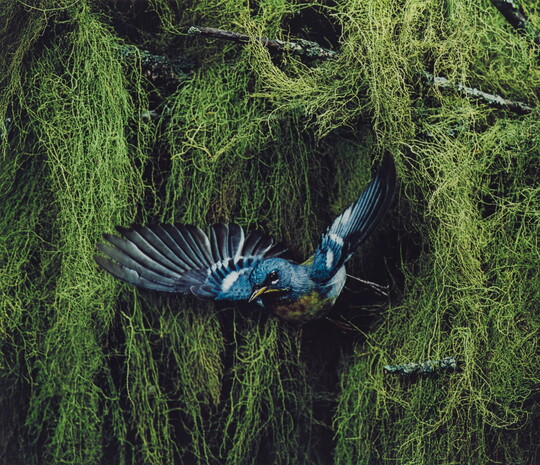A color photograph of a blue, black, and yellow bird flying away from thick vegetation in the background.