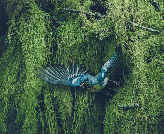 A color photograph of a blue, black, and yellow bird flying away from thick vegetation in the background.