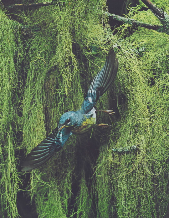 A color photograph of a blue, black, and yellow bird flying away from thick vegetation in the background.