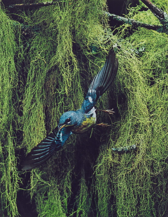 A color photograph of a blue, black, and yellow bird flying away from thick vegetation in the background.