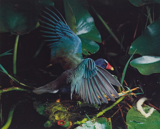 A color photograph of a iridescent blue bird with an orange and yellow beak, wings outstretched, in green foliage.