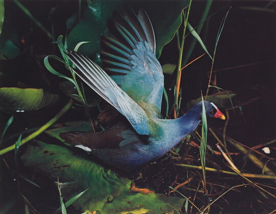 A color photograph of a iridescent blue bird with an orange and yellow beak, wings outstretched, in green foliage.
