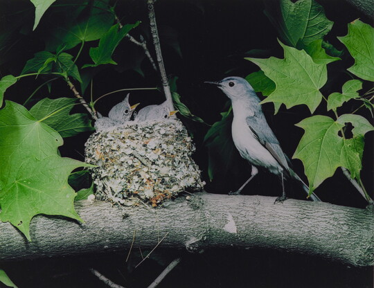 A color photograph of a bird perched next to a nest resting on a tree branch as three chicks reach up, mouths open, for food.