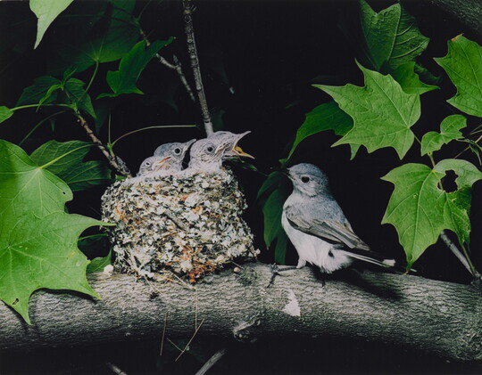 A color photograph of a bird perched next to a nest resting on a tree branch as three chicks reach up, mouths open, for food.