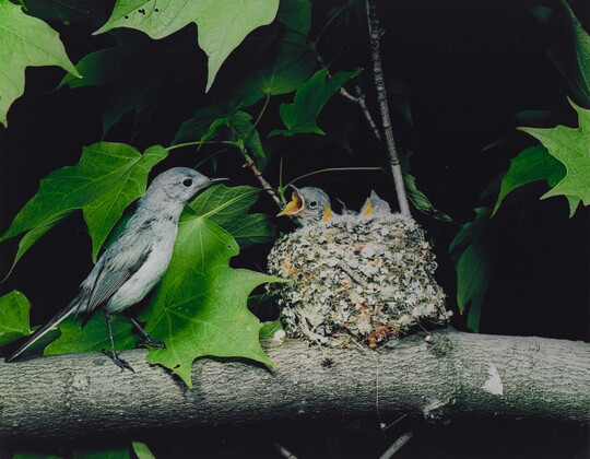 A color photograph of a bird perched next to a nest resting on a tree branch as three chicks reach up, mouths open, for food.