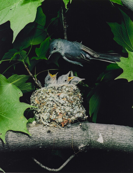 A color photograph of a bird perched above a nest resting on a tree branch as three chicks reach up, mouths open, for food.