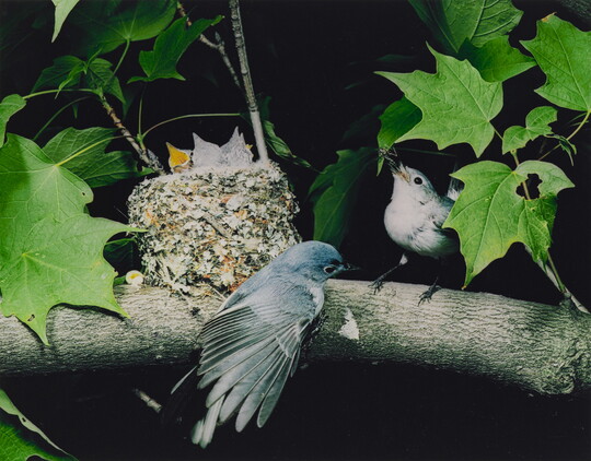 A color photograph of two birds perched on a branch next to a nest as three chicks reach up, mouths open, for food.